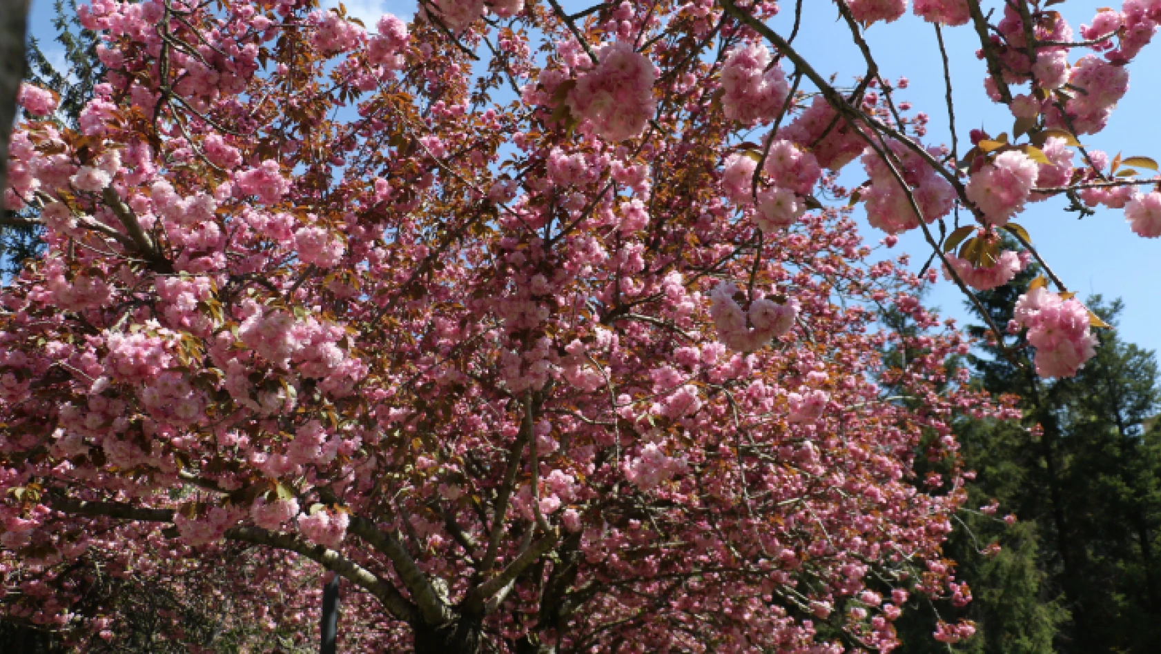 Çiçek açan sakura ağaçlarından görsel şölen