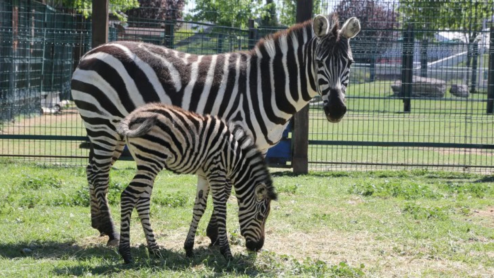  Büyükşehir Hayvanat Bahçesi'nde yeni doğan zebra ilgi odağı oldu   