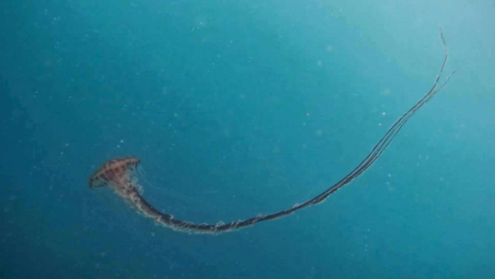 İstanbul'da 4 metrelik zehirli denizanası görüntülendi
