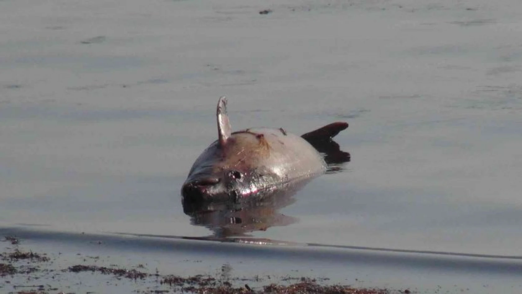 İzmit Körfezi'nde ölü yunus balığı kıyıya vurdu