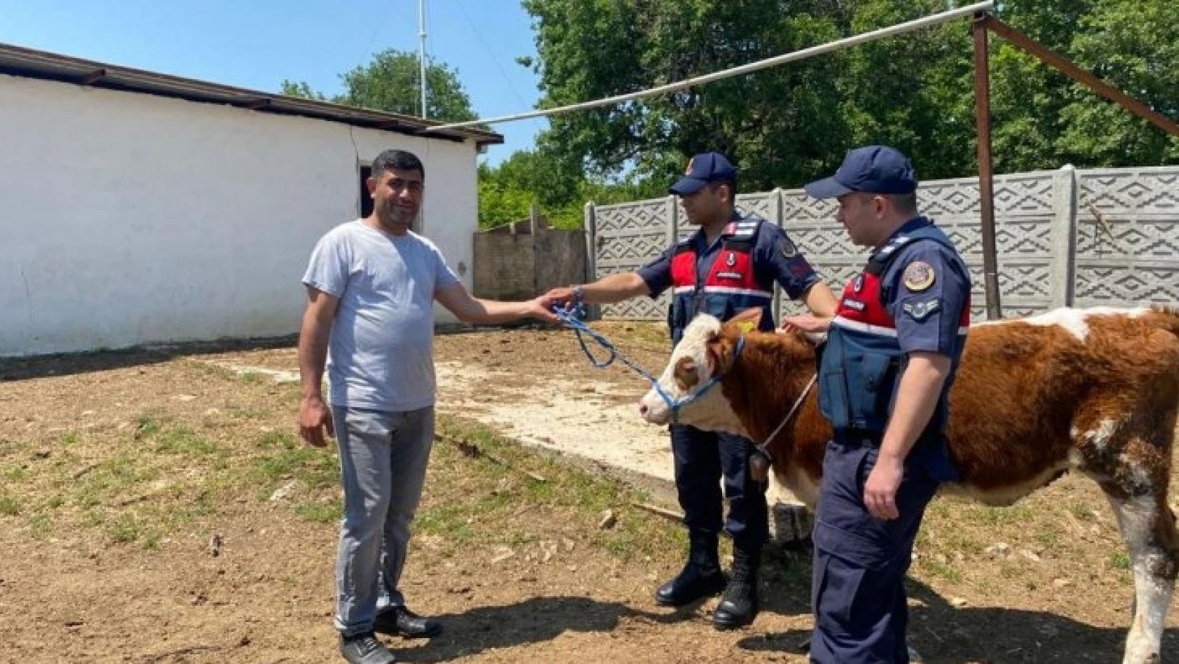 Kırklareli'nde kaybolan büyükbaş hayvan dron ile bulundu   