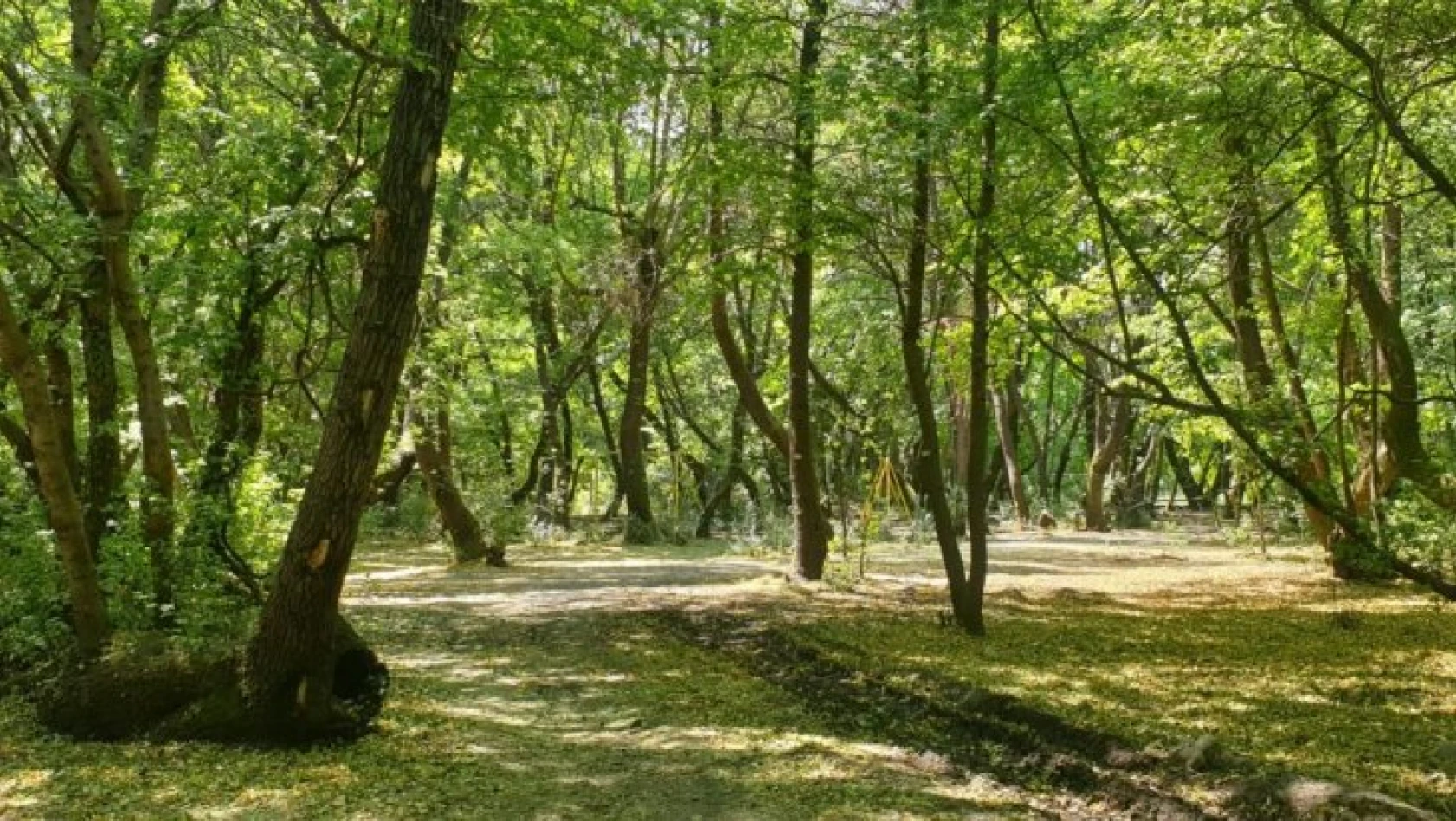 Kocaeli'de 31 Ağustos'a kadar ormanlık alanlara girmek yasaklandı