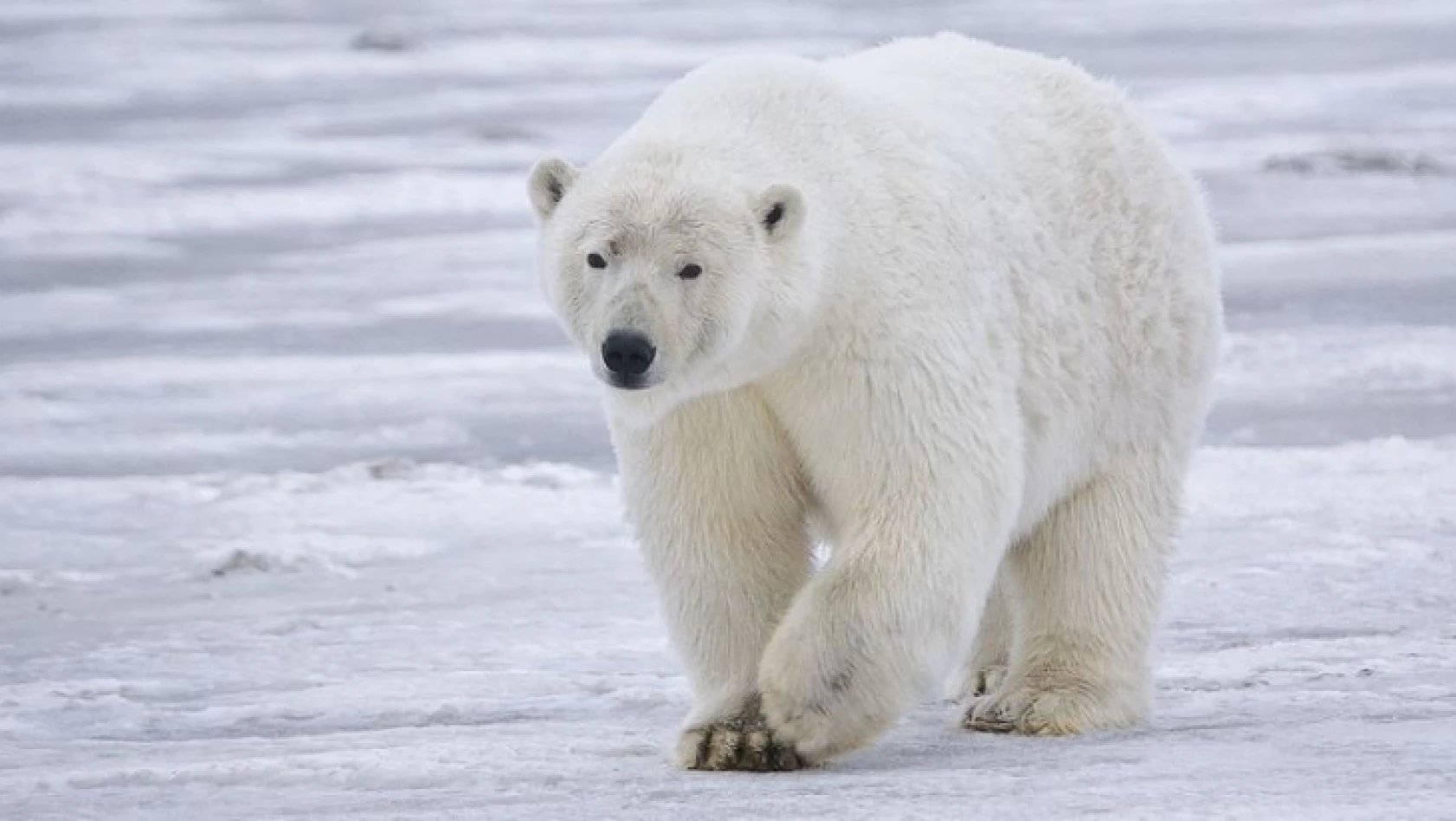 Kutup ayısı saldırısı: 2 ölü