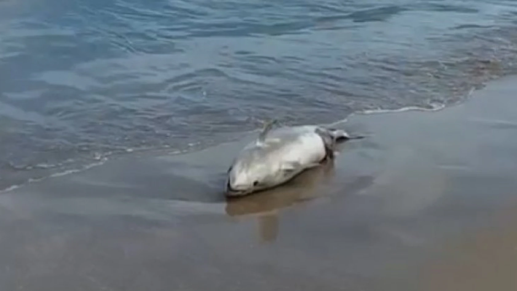 Sahile ölü yunus balığı vurdu