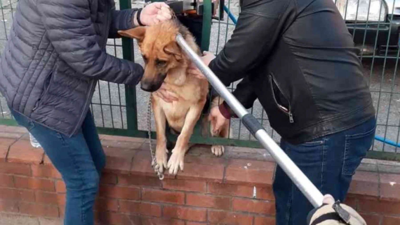 Tel örgülerin arasına sıkışan köpek, itfaiye ekipleri tarafından kurtarıldı