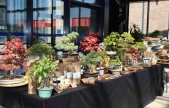 Doğa ve sanat tutkunları bonsai sanatı ile tanıştı