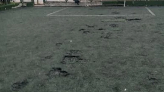 Patates tarlası değil, futbol sahası