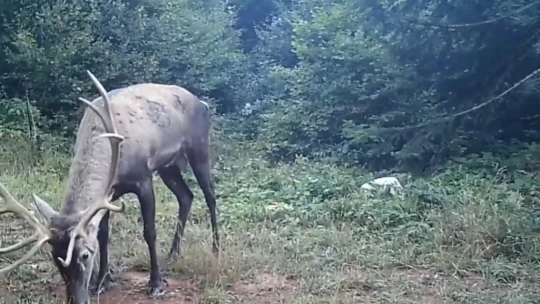 Samanlı Dağları'na salınan kızıl geyikler fotokapanlara yansıdı