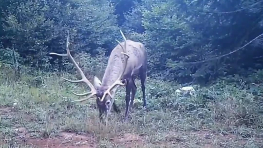 Samanlı Dağları'na salınan kızıl geyikler fotokapanlara yansıdı