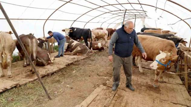 Başiskele'deki kurbanlık satış yerinde hazırlıklar tamam