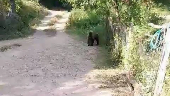 Bahçesine ayı giren köylülerin güldüren diyaloğu..