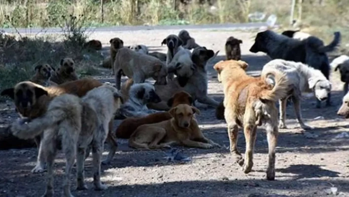 Başıboş köpek sorununda yeni çözüm!