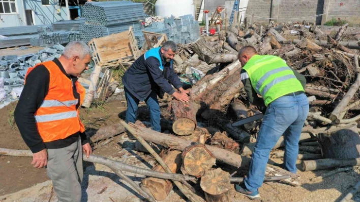 Başiskele Belediyesi budanan ağaçları ihtiyaç sahiplerine dağıtıyor