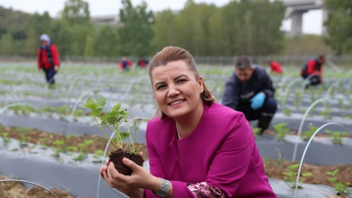 Çilek Köy'de hasat edilen çilekler Çınar Halk Market ve Gülümse Kafe'de yerini aldı