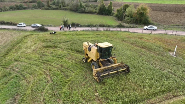 Derince'de glutensiz karabuğday ekimi yaygınlaşıyor