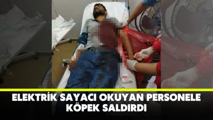 Elektrik sayacı okuyan personele köpek saldırdı
