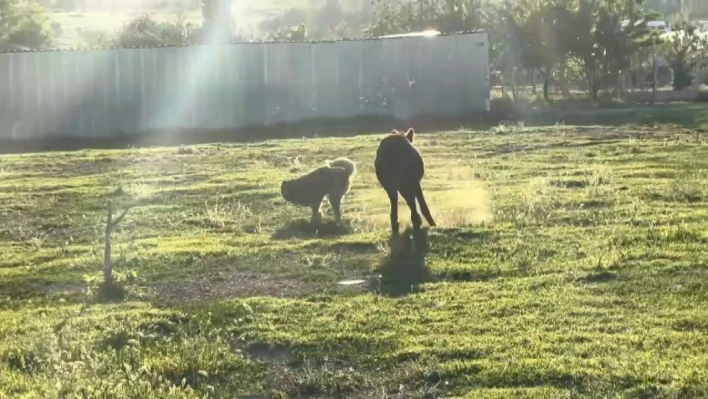 Eşeğin köpeği kovalaması sosyal medyada viral oldu