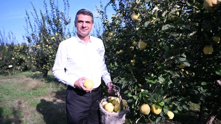 Eşme Ayva Festivali 20 Ekim'de düzenlenecek