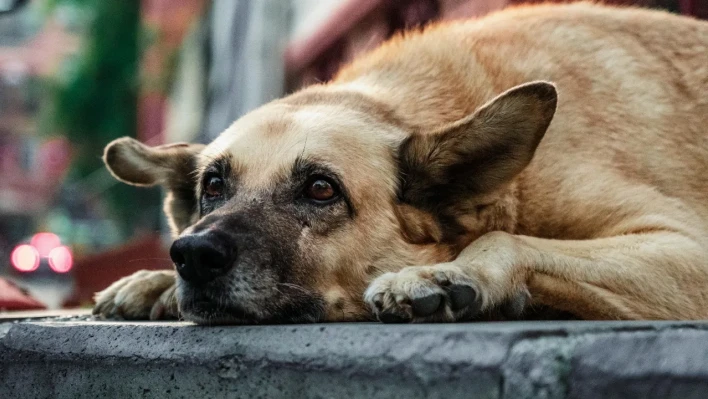 Evcil hayvanını terk edene 60 bin TL ceza!