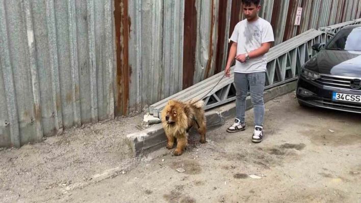 Gebze'de hurdalık alanda yangın: Gökyüzü siyaha büründü