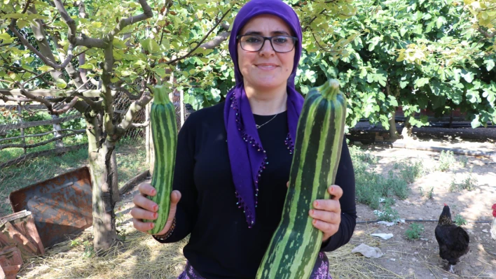 Görenleri şaşkına çeviren kabak