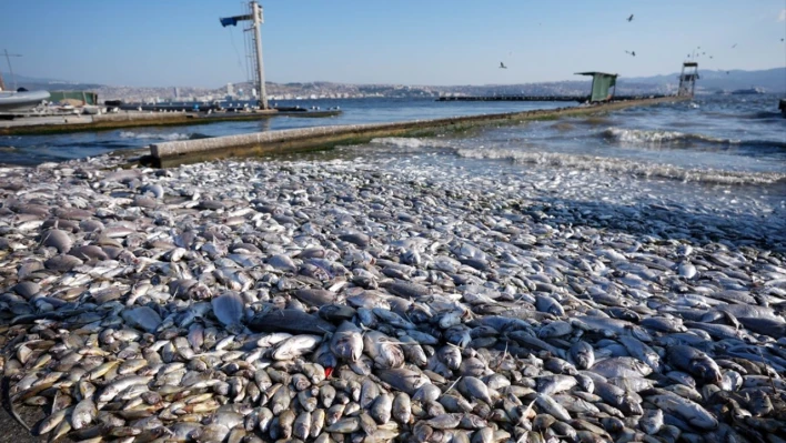 İzmir Körfezi'nde balık ölümleri devam ediyor