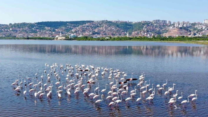 İzmit Körfezi'ndeki flamingo sayısında artış gözlendi