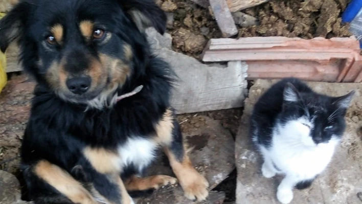 Kayıp köpeğini bulana ödül verecek