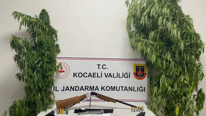 Kocaeli'de 35 kök kenevir ele geçirildi