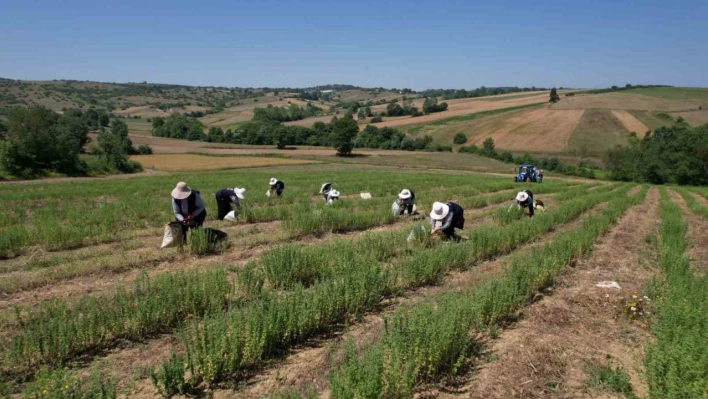 Kocaeli'de kekik hasadı başladı