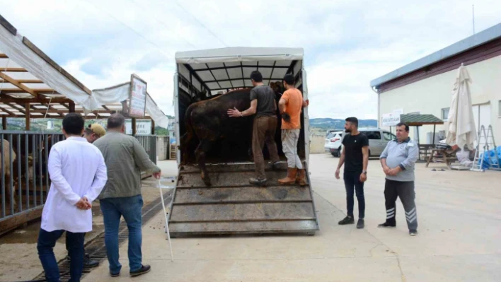 Kocaeli'de kurbanlık hayvan girişleri başladı