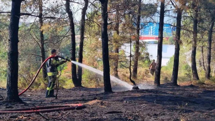 Kocaeli'de orman yangını