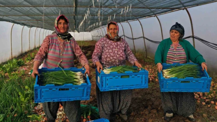 Kooperatiflere yüzde 75 hibeli tarım desteği