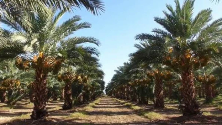 Medine hurma bahçelerinde hasat başladı