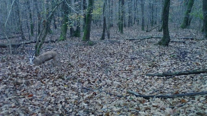 Ormanya'nın yaban hayatı foto kapanlara yansıdı