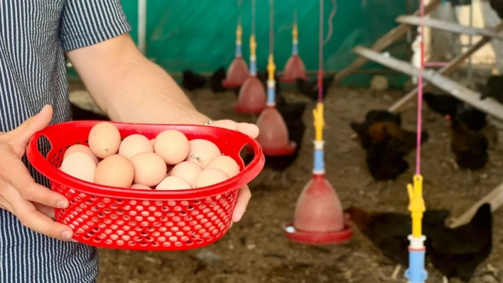 Sağlıklı yumurtalar sofraları süsleyecek