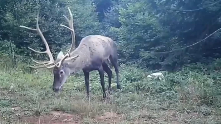 Samanlı Dağları'na salınan kızıl geyikler fotokapanlara yansıdı