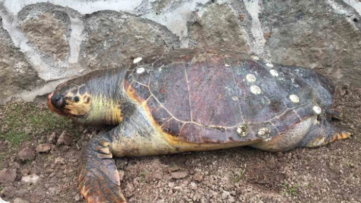 Sayısı gittikçe azalıyor: 100 kiloluk deniz kaplumbağası kıyıya vurdu