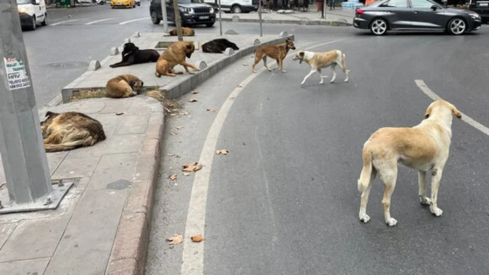 Sokak köpekleri vatandaşlara saldırdı