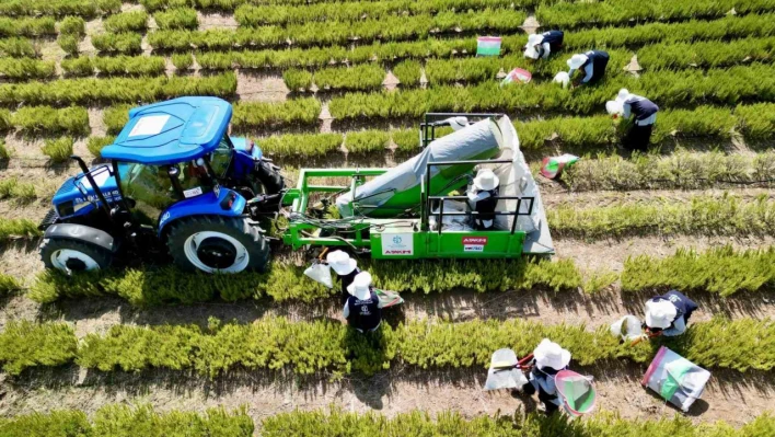 TABİP'te 2024 üretim sezonu tamamlandı