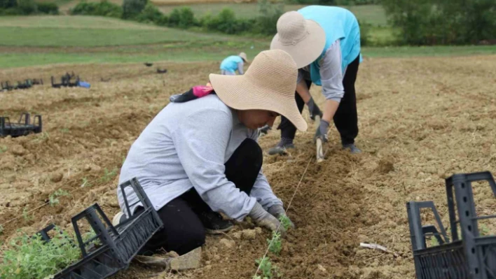 Tıbbi aromatik bitki yetiştiriciliğinde yeni ürün: kekik