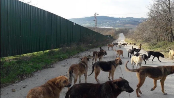 Türkiye'de sokak hayvanlarıyla ilgili acı tablo: 21 ayda 40'ı çocuk 92 kişi hayatını kaybetti