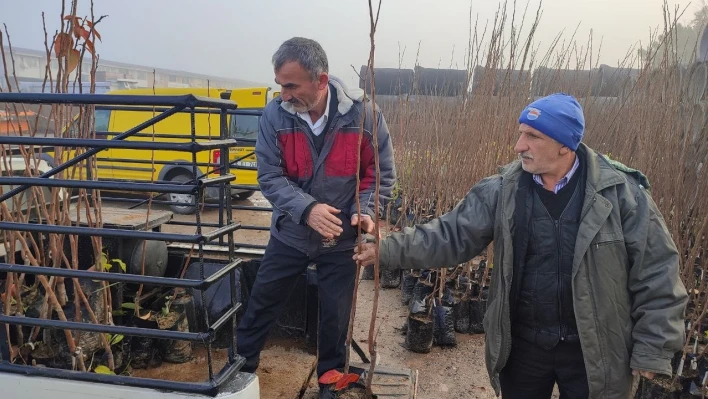 Üreticilere yüzde 50 hibeli Trabzon hurması ve yaban mersini fidanı