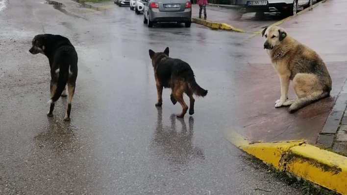 Vatandaşlar sokak köpeklerine çözüm istiyor