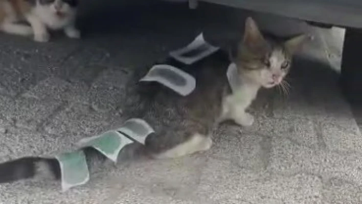 Vücuduna ağda bantları yapıştırılan kedi şaşkına çevirdi