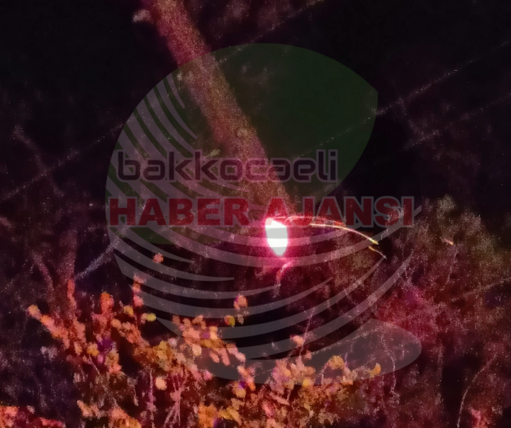 Kandıra'da orman yangını !